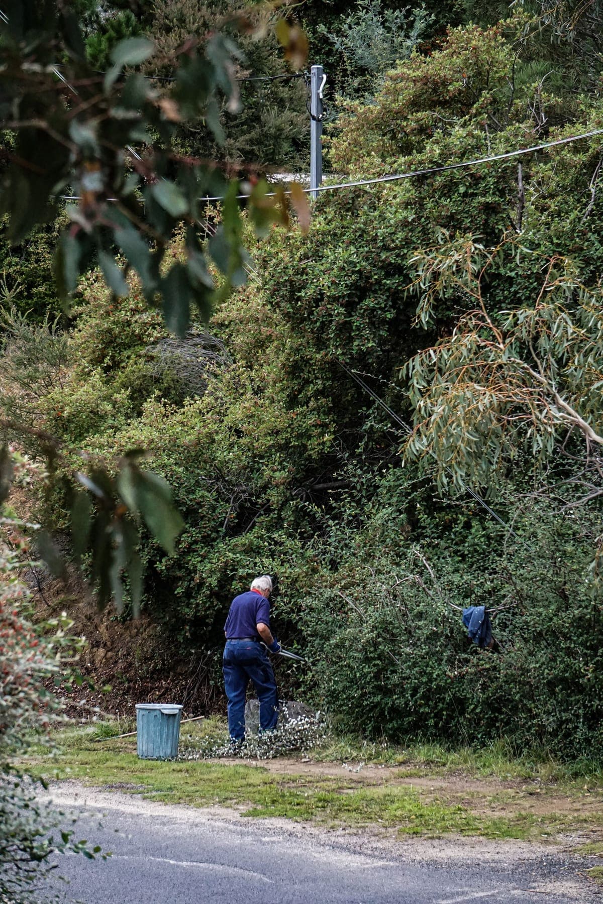 Zarośnięta działka z gęstymi krzewami i samosiejkami